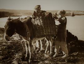 Turf Collectors, Cill Éinne, Inis Mór (Inishmore), Aran Islands