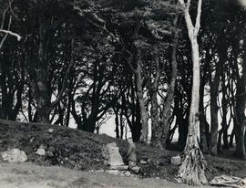 Mass Rock, Ballinamuck, County Longford.