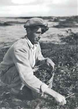 Carrageen Collector, Carraroe, County Galway