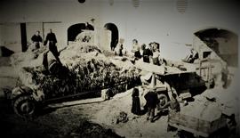 Harvesting, Ard Mhuire Friary
