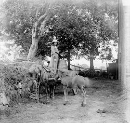 Mare and Foal Farm, Rochestown, County Cork
