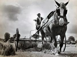 Horse-Drawn Harvester