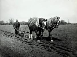 Horse-drawn plough