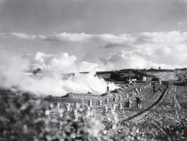 Burning Potato Stalks, Skerries, County Dublin